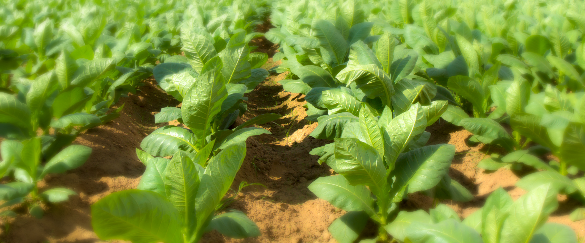 Sustainable Tobacco